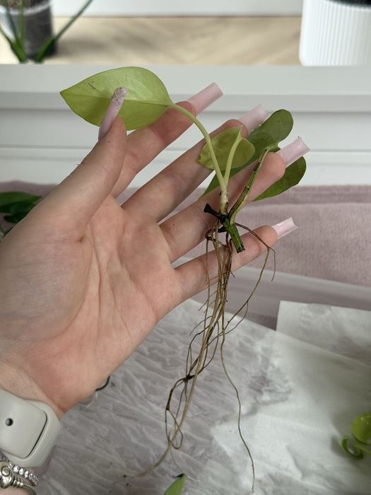Sadzonki epipremnum lemon lime