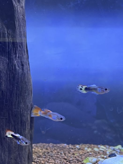 Guppie, Gato-De-Vidro, Limpa Vidros, Molly, Camarão