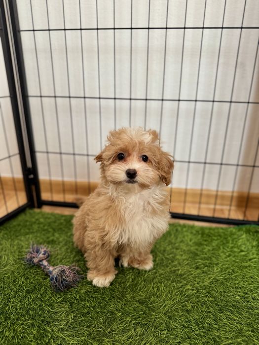 Maltipoo    Ciemna, maluteńka  sunia   ZAREZERWOWANA