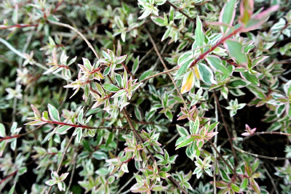 Abelia wielkokwiatowa 'Sparkling Silver'  Doniczka 2.0L