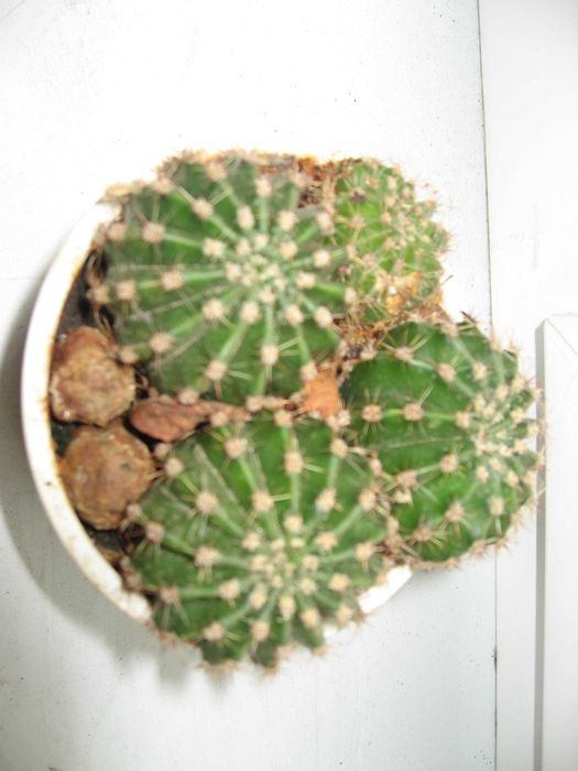 Кактусы красивые, шаровидные "Эхинопсис ".