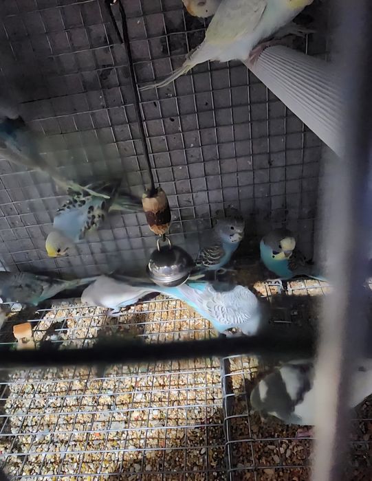 Piriquitos australianos coloridos de 2025