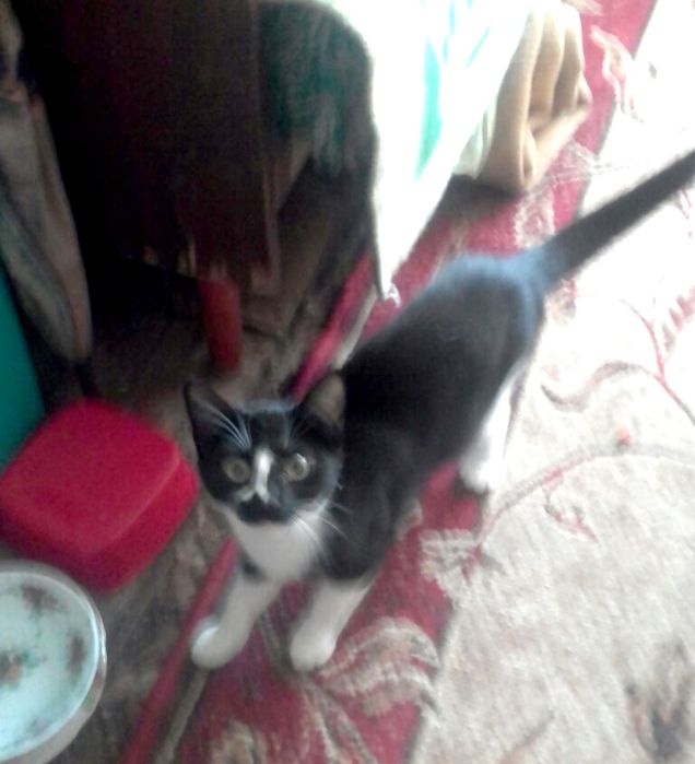 Молоденька кицюня 5 місяців. В люблячу родину.