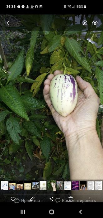 Продаю саженцы  ПЕПИНО . Гранат,киви,инжир.