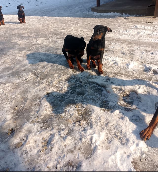 Цуценята Добермани