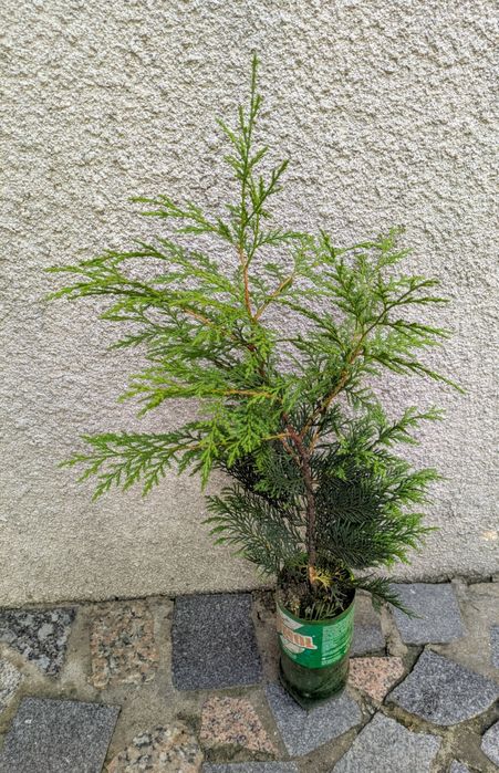 Plantas , catos, suculentas, protea, leucadendro