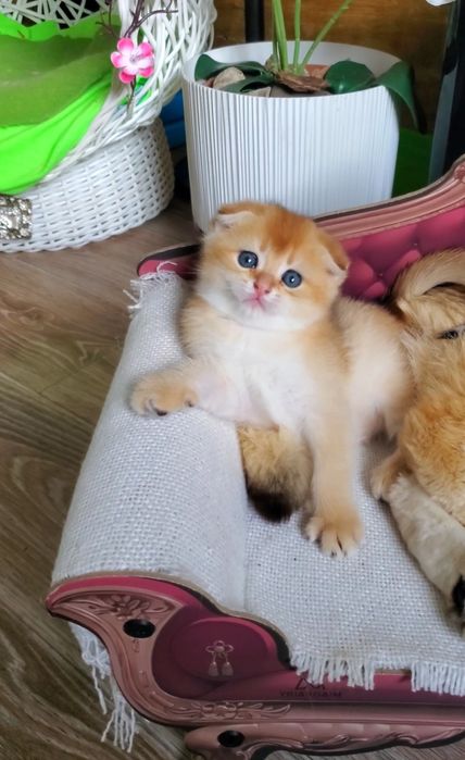 Малыши для души. Ручные котята золотая шиншилла.