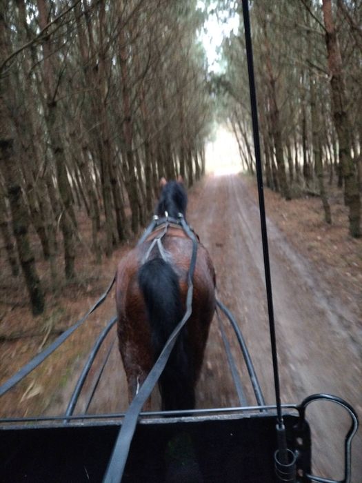 Klacz zaprzegowa 6 lat