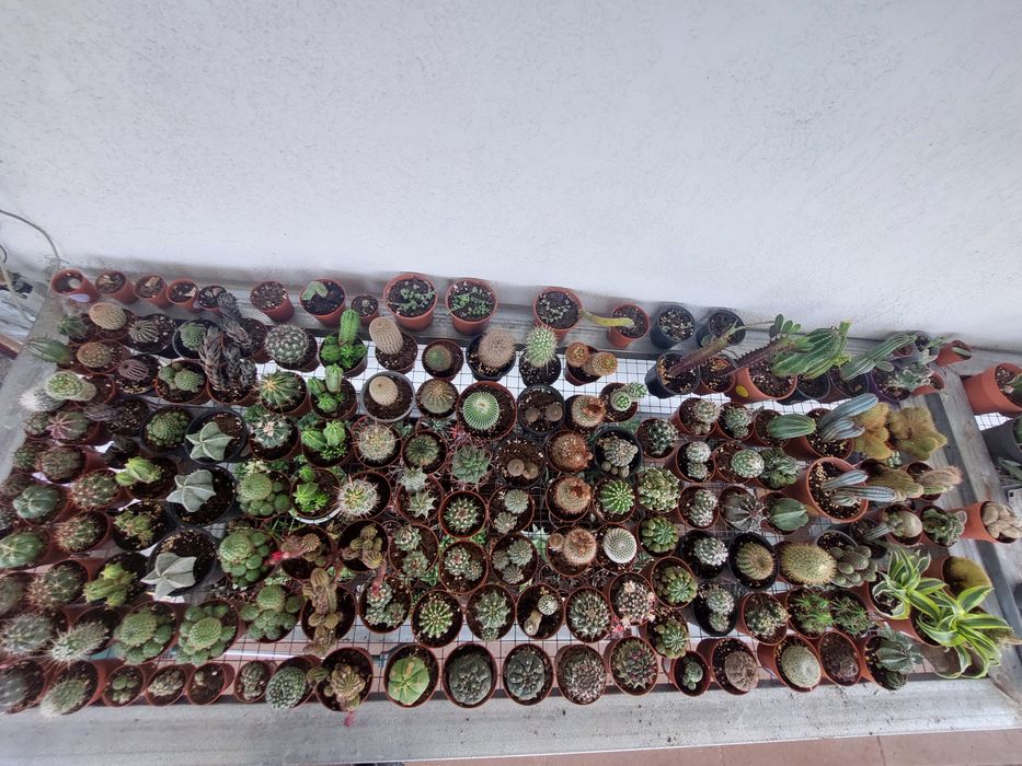 Grande variedade de catos e suculentas.  Desde 1.50