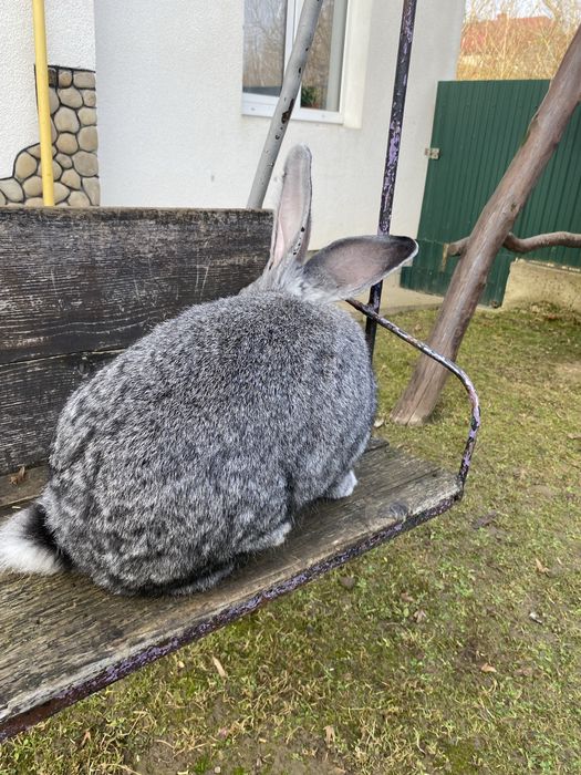Кролики, порода шиншили