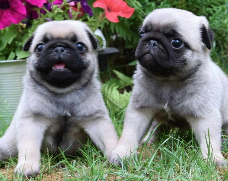 Mops mopsik mopsy ZKwP FCI