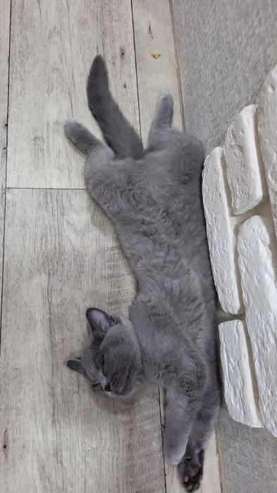 Кошенята шукають маму