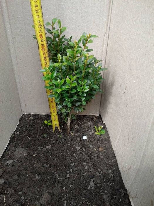 Продам самшит, можжевельник, тую