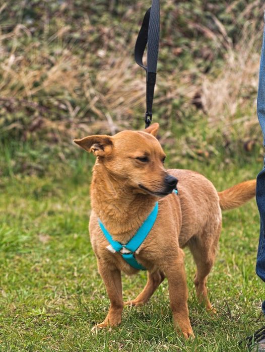 Rudy uroczy piesek z uszkami jak corgi do adopcji