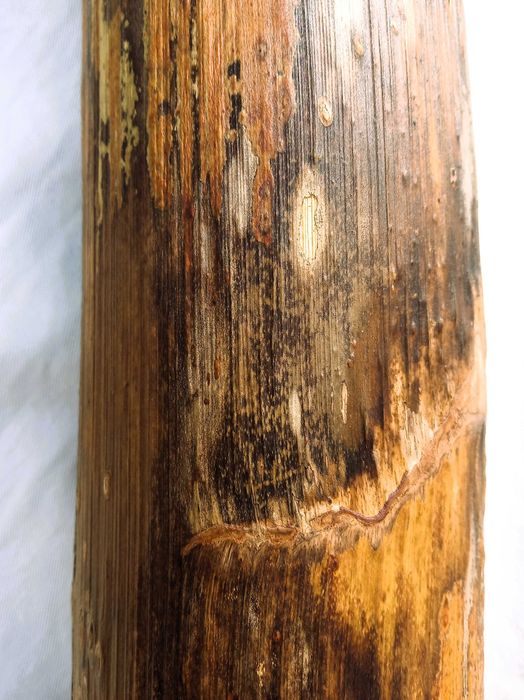 Didgeridoo inspirador á sua espera.