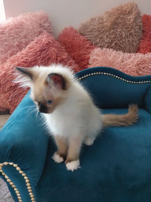 GAJA  koteczka Ragdoll FPL/FIFE