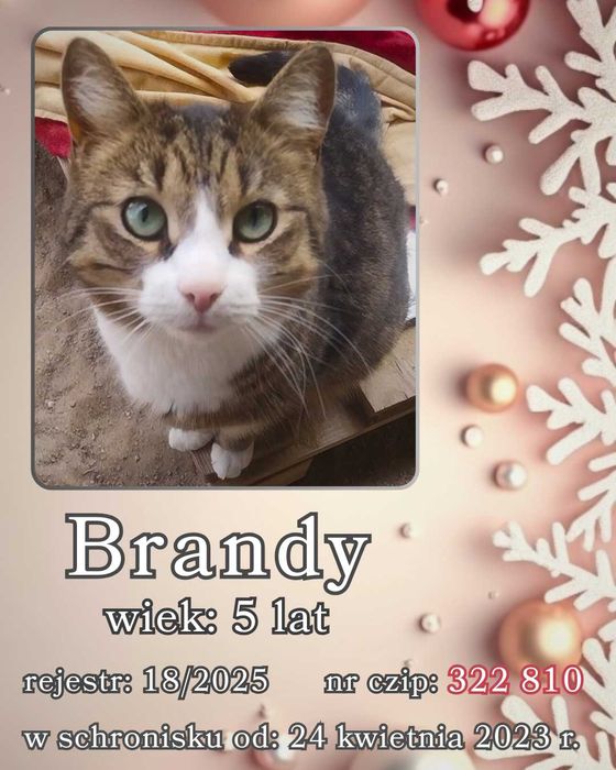 List do Św. Mikołaja – bezdomna kotka BRANDY / Olsztyn