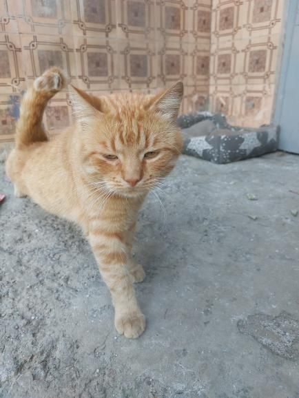 Отдам рыжего кота