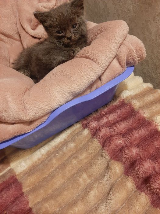 Котятам очень нужна семья