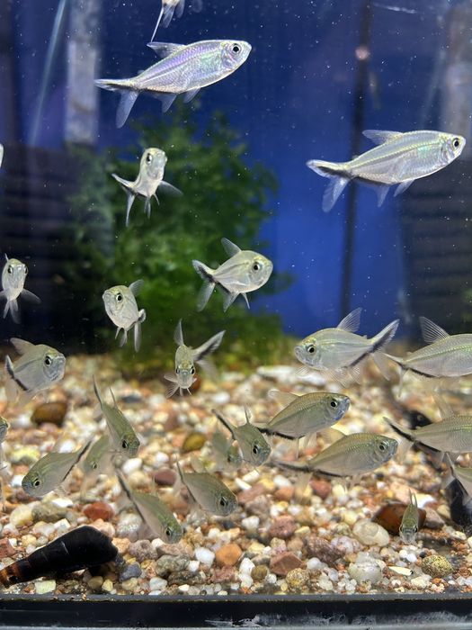 Tetra costae - Piekna ryba lawicowa