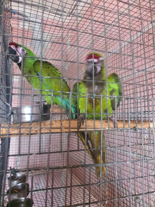 Araras Militar M e F