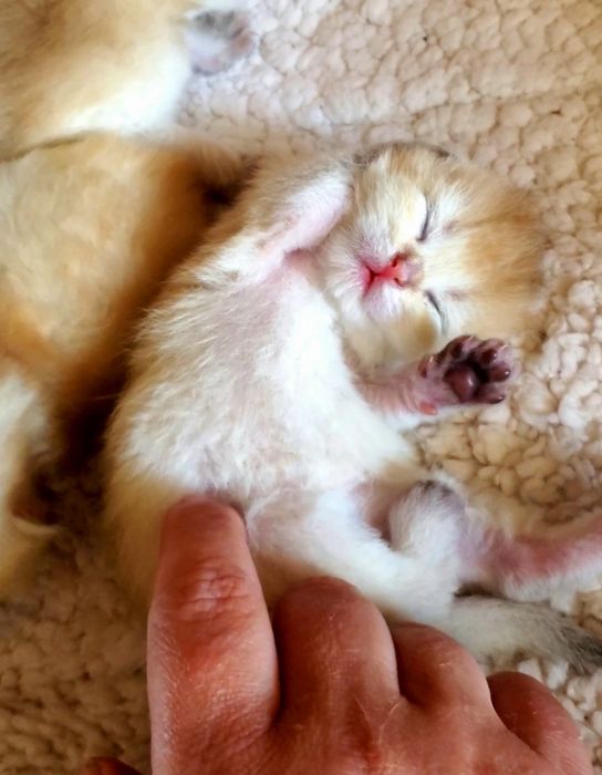 Золотые шиншиллы, нежные котята. Есть вислоухие