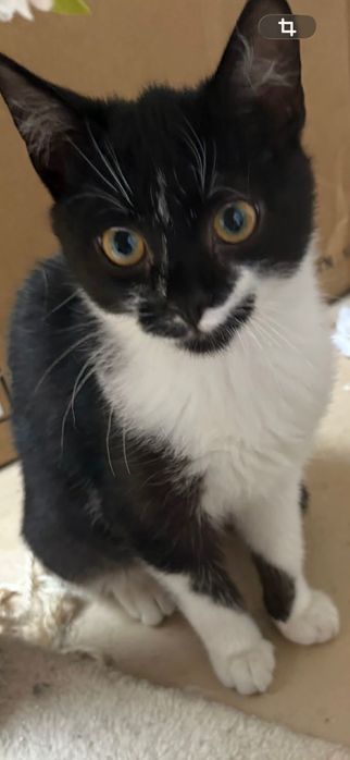 Maurycy ,kociak zadbany ,zdrowy ,sźuka domu.