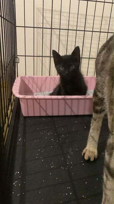 Gato bebé para adoção responsável