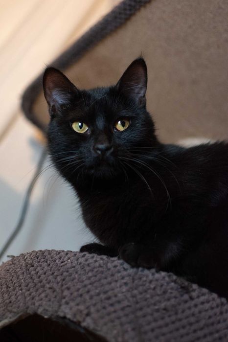 Czarny, puszysty, bardzo proludzki kocurek do adopcji za darmo