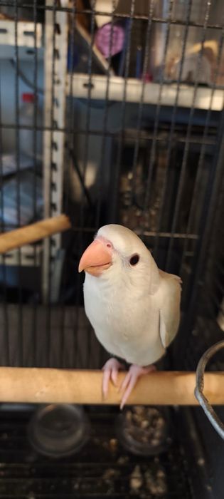 Aves criadas a mão