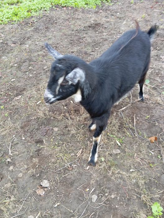 Продам породисту козу