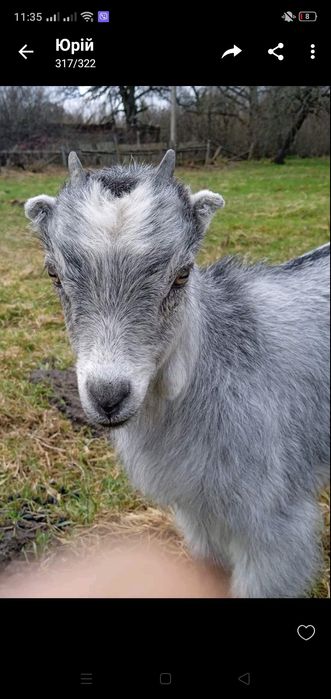 Продам козочку  2 місяці