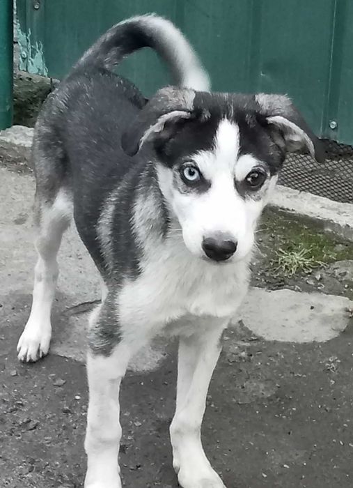 Хаскі, метис, хлопчик