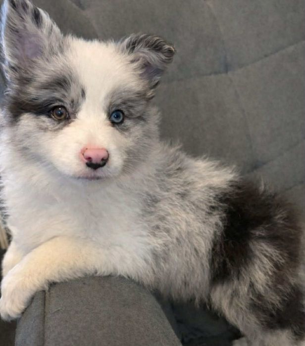 Border Collie suczka ZKwP