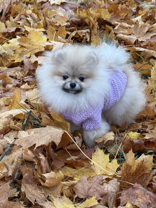 Міні красуня померанського шпіца