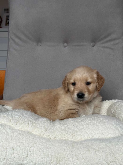 Pies Golden Retriever – złoty gotowy do odbioru