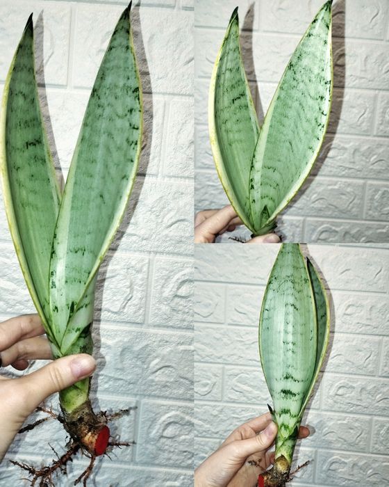 Сансевєрія Перл Янг