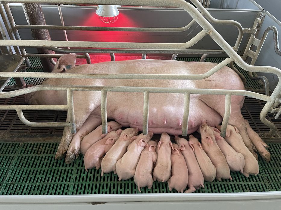 Свиноферма полного цикла