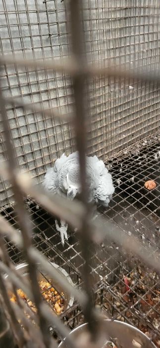 Papagaios cinzentos  casal