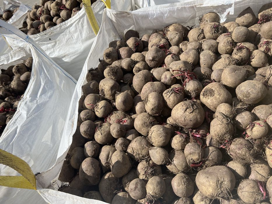 Buraki czerwone/ ćwikłowe