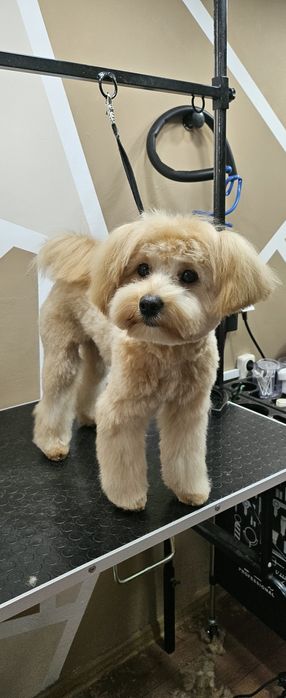 Грумінг. Стрижка собак і котів