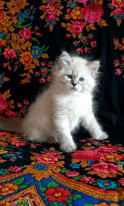 Милый невский мальчик