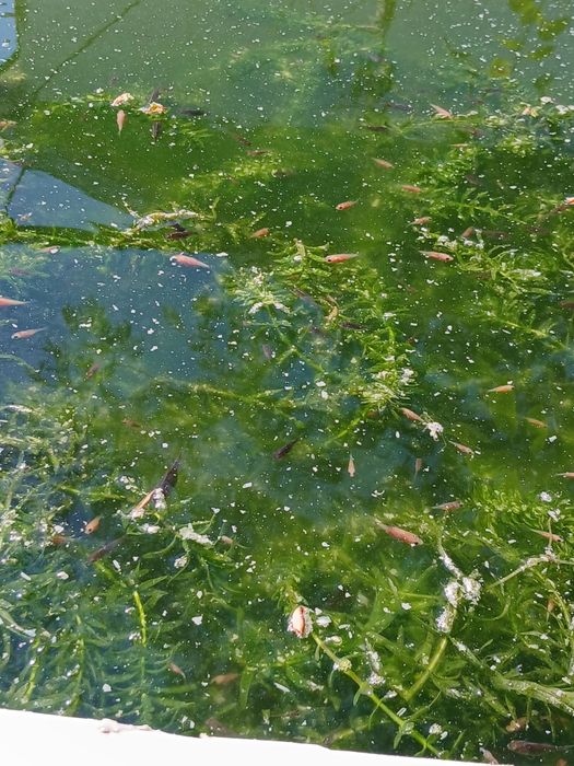 Peixes de aquário ou lago de água fria