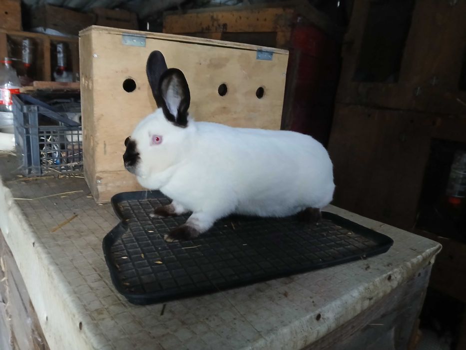 Samice Kalifornijskie Czarne