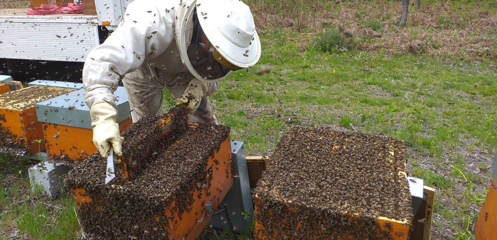 Enxames de abelhas Lusitana Langstroth Reversivel