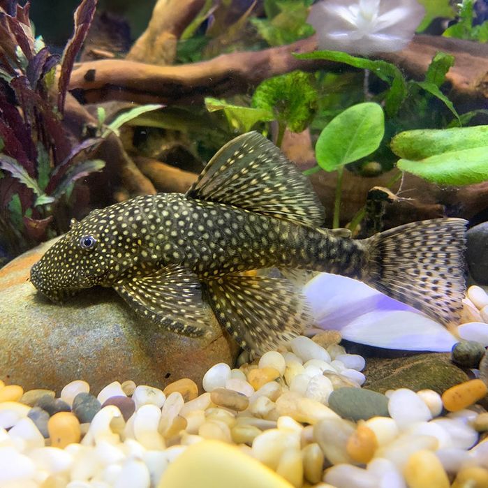 Анциструс сомик акваріумний