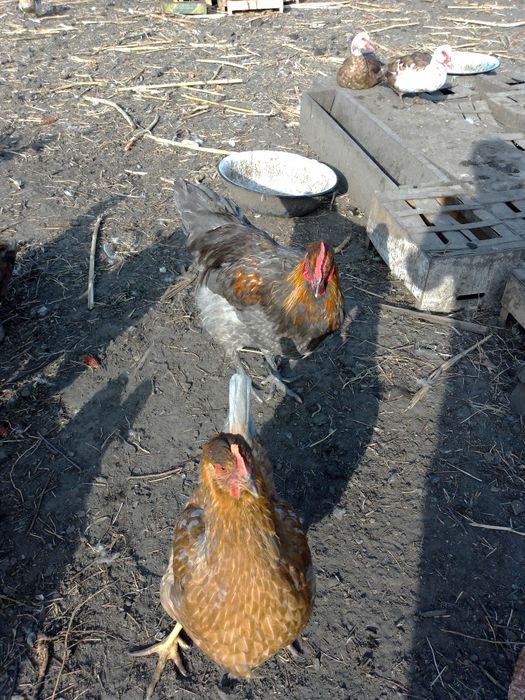 Продам петухів на плем'я.    .