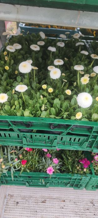 Sprzedam kwiatki Bratki