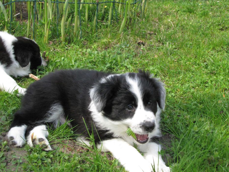 Szczeniak Border Collie