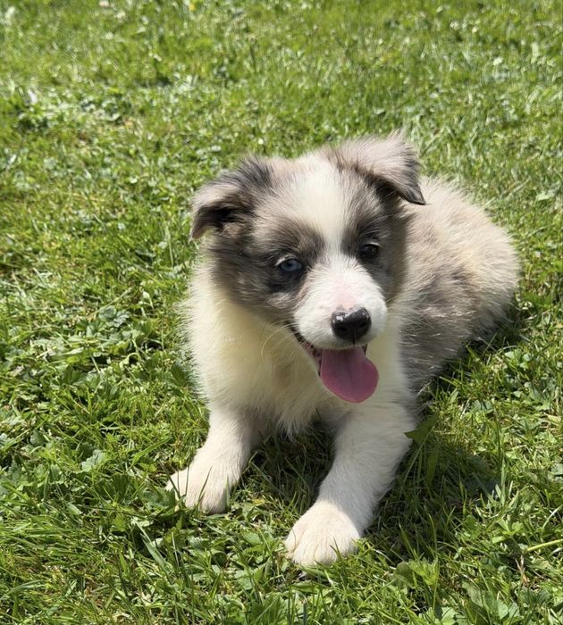 Sunia Border Collie blue merle